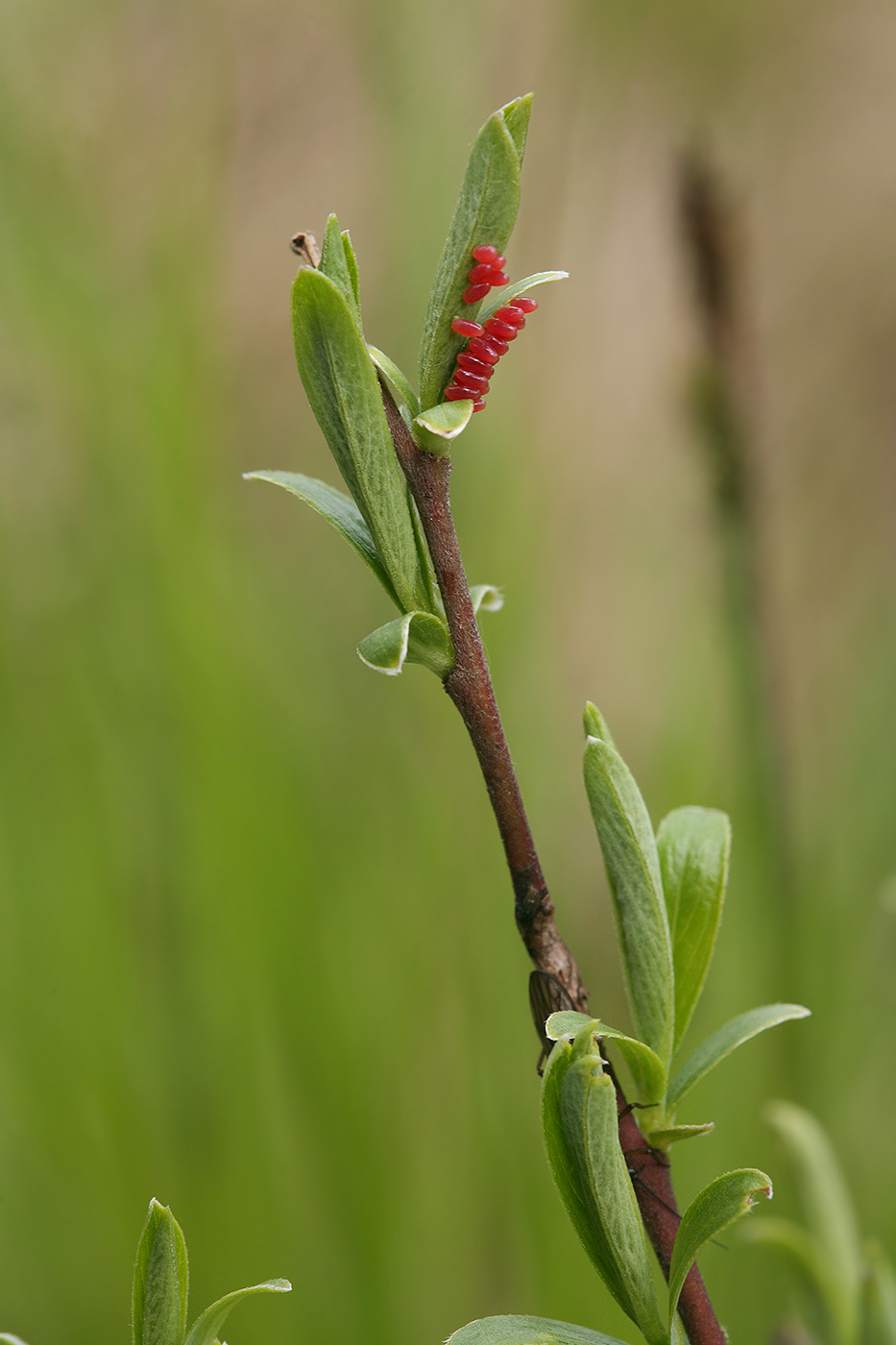 Image of Salix rosmarinifolia specimen.