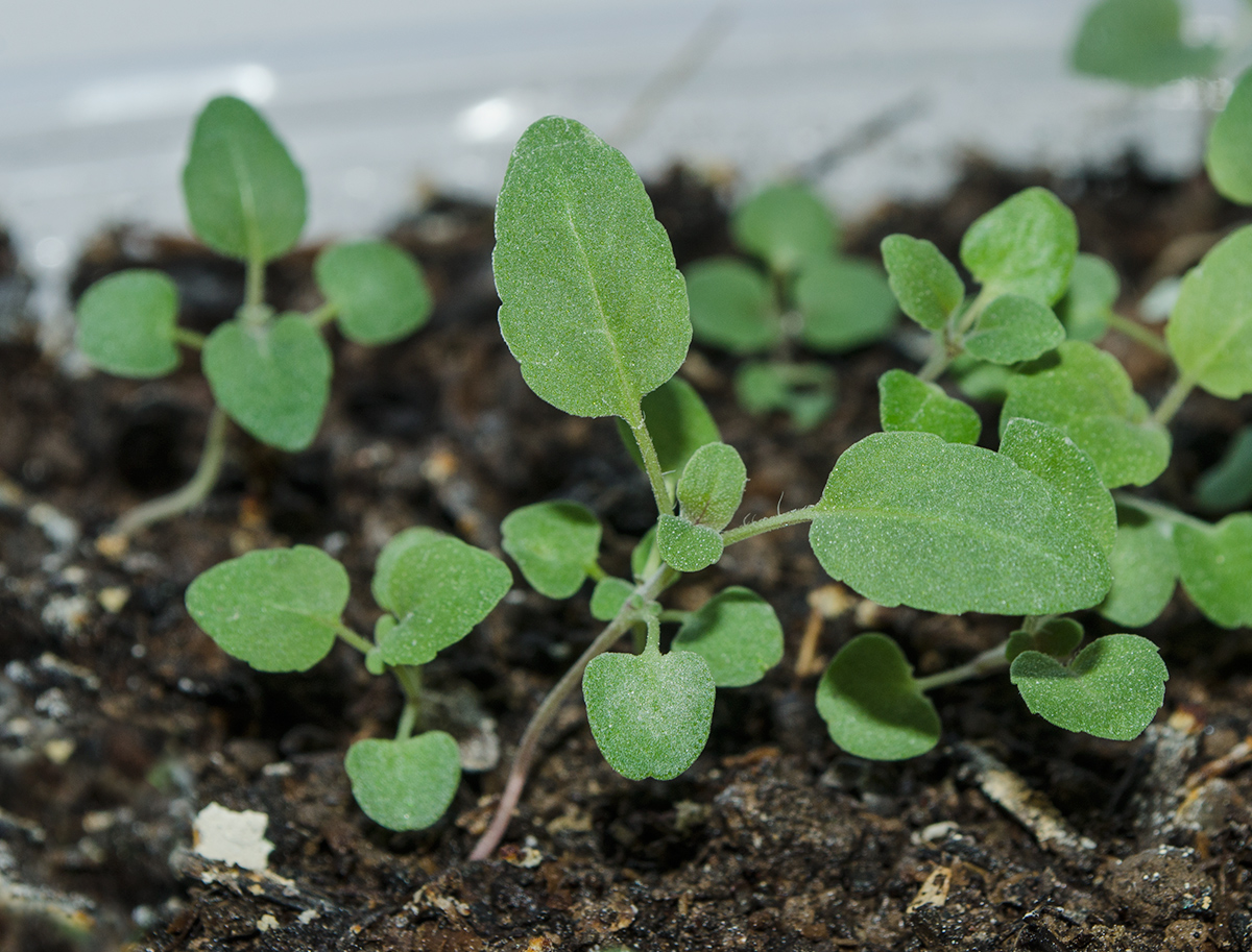 Image of Monarda citriodora specimen.