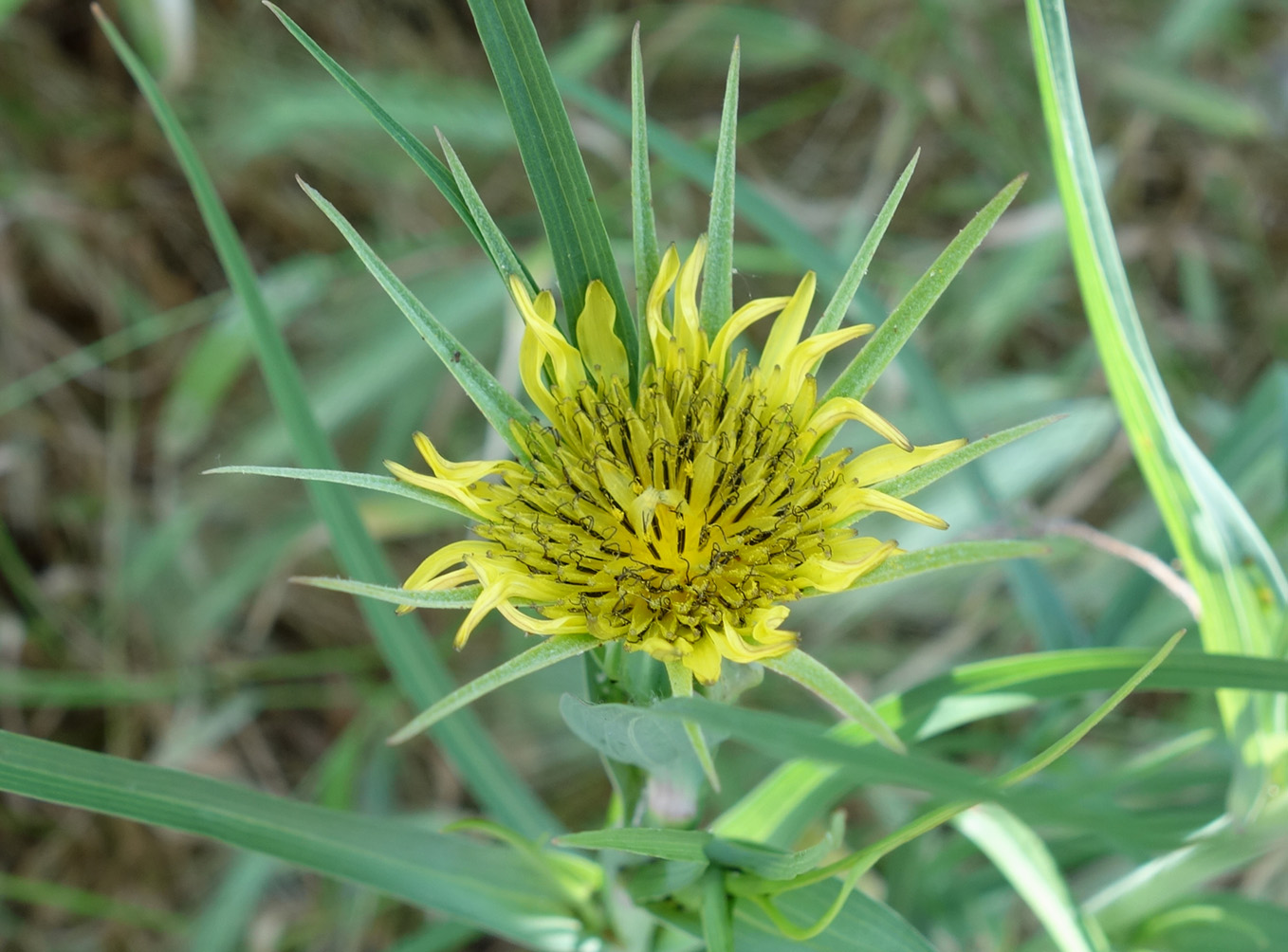 Image of Tragopogon capitatus specimen.