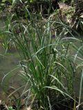 Carex melanostachya