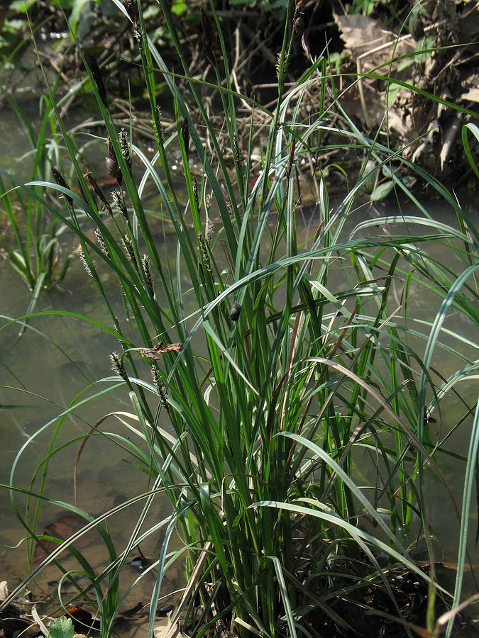 Изображение особи Carex melanostachya.