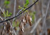 род Fraxinus. Часть ветви с соцветиями и прошлогодними соплодиями. Астраханская обл., Астраханский заповедник, Дамчикский участок, берег реки. 29.04.2019.