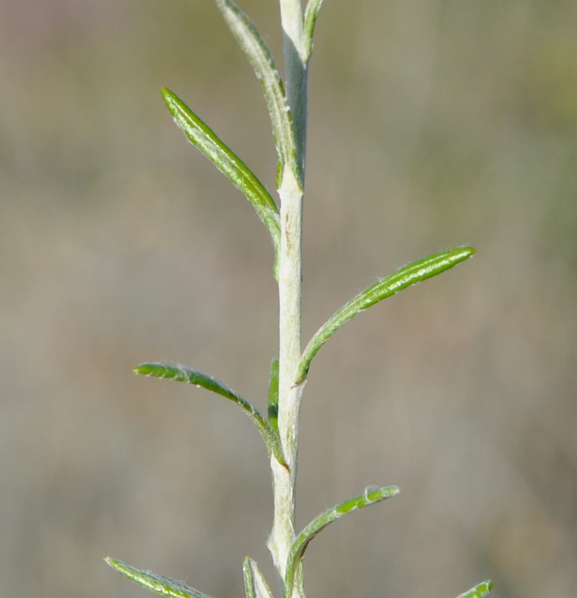 Image of Helichrysum stoechas ssp. barrelieri specimen.
