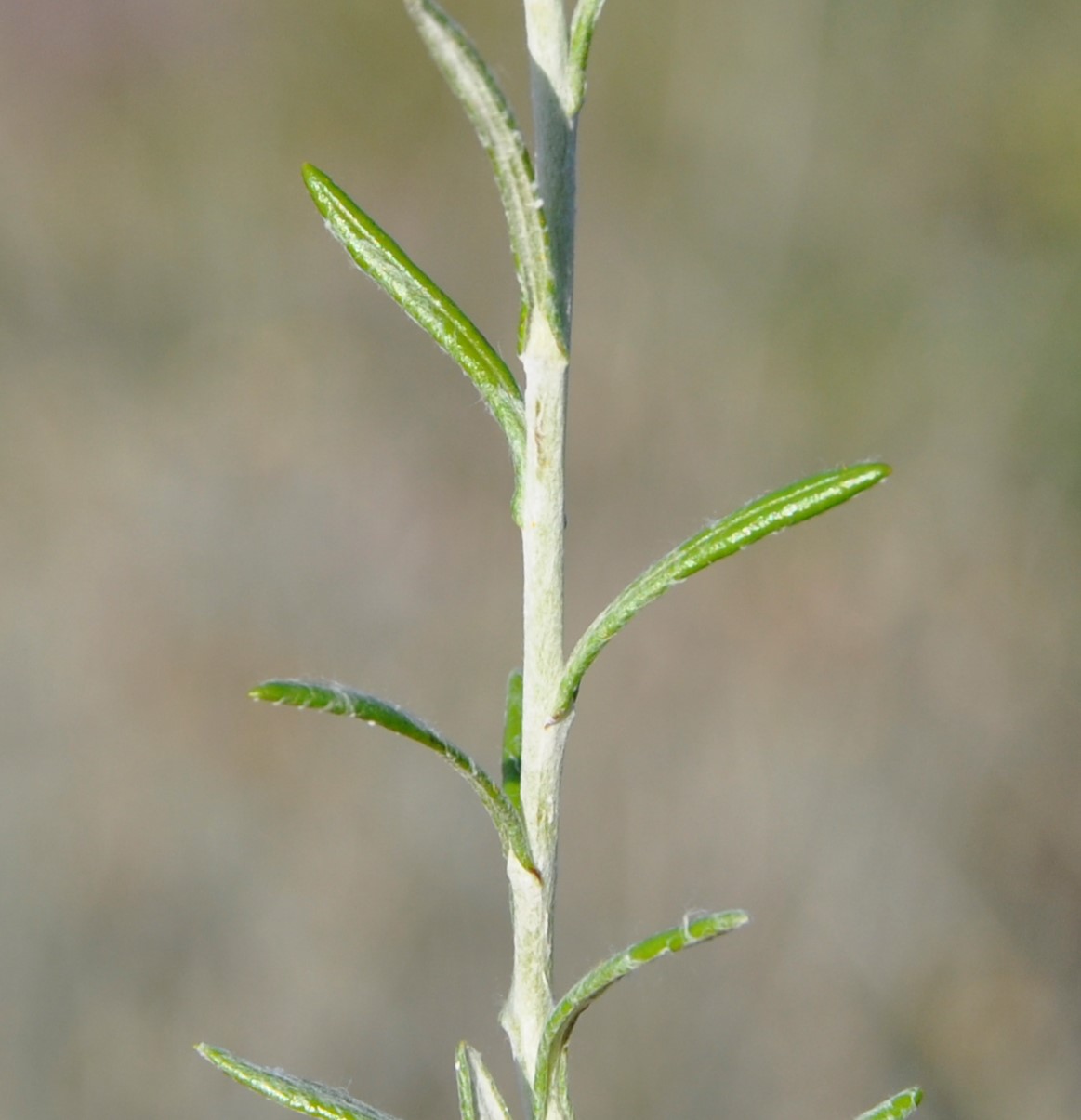 Изображение особи Helichrysum stoechas ssp. barrelieri.