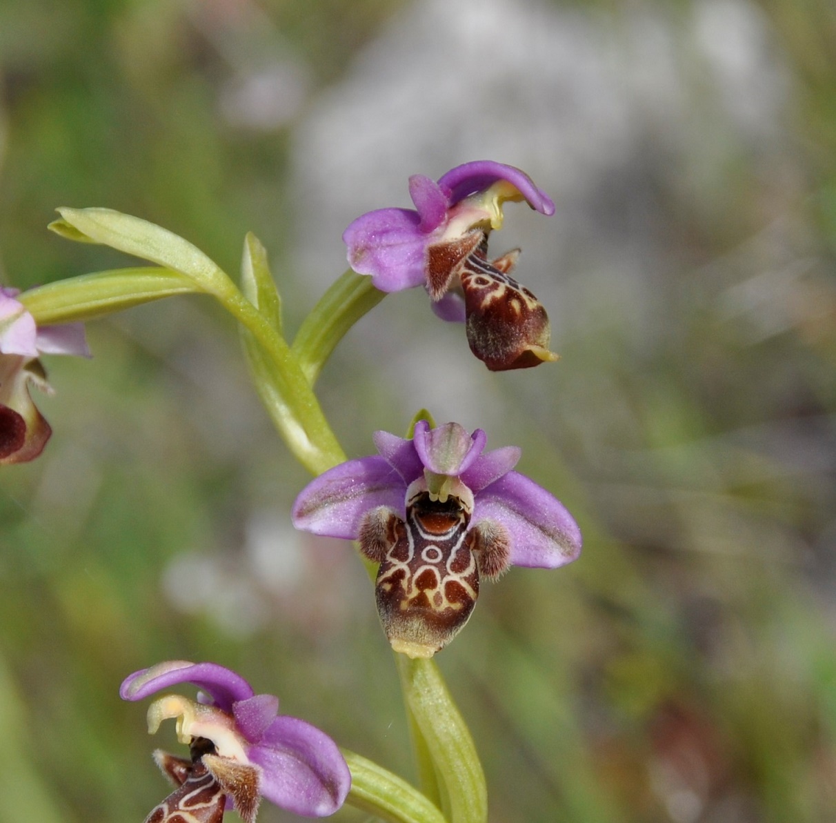 Изображение особи Ophrys umbilicata.