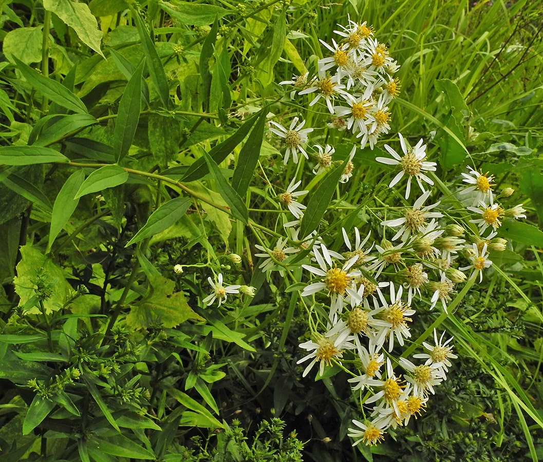 Изображение особи Doellingeria umbellata.