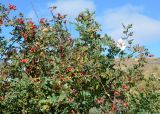Rosa beggeriana
