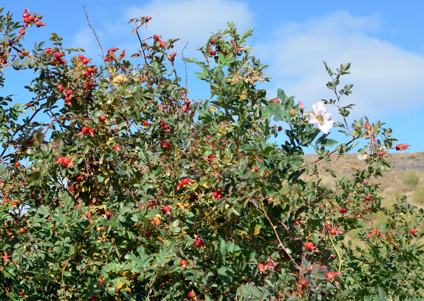Image of Rosa beggeriana specimen.