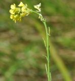 genus Brassica