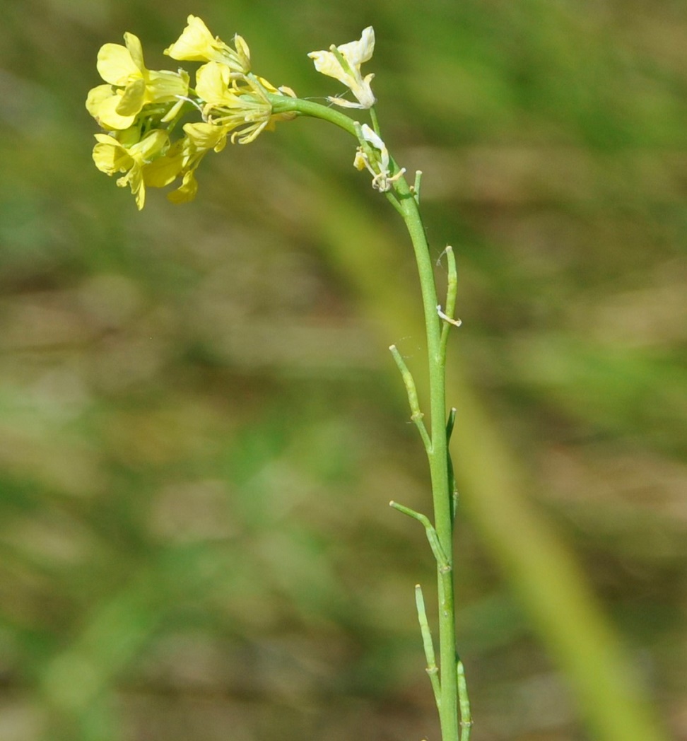 Image of genus Brassica specimen.