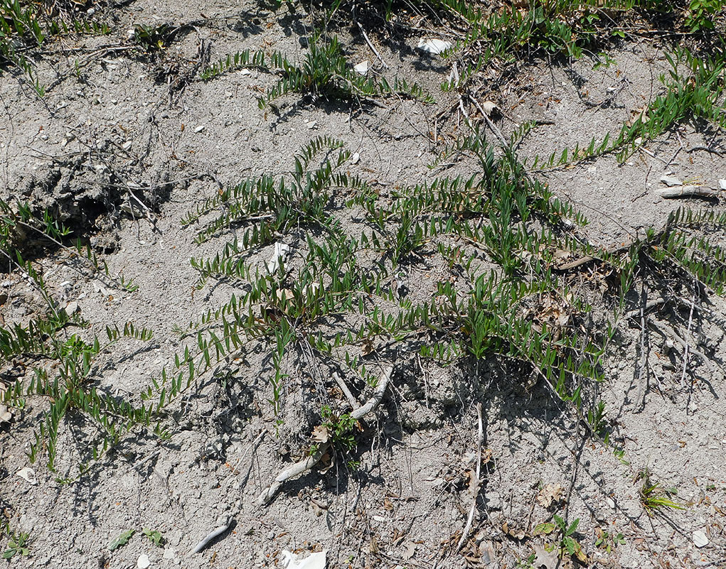 Image of Aegonychon purpureocaeruleum specimen.