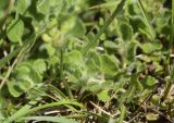 Teucrium подвид guarensis