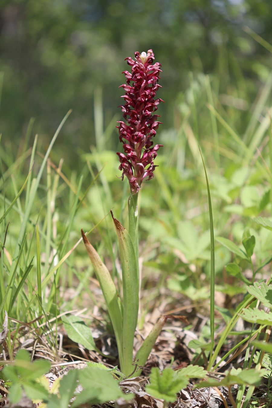 Image of Anacamptis coriophora specimen.