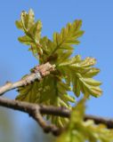 Quercus robur. Верхушка побега с молодыми листьями. Санкт-Петербург, Кировский р-н, в озеленении. 23.05.2020.