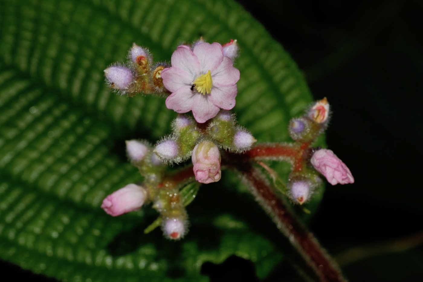 Image of Miconia conospeciosa specimen.