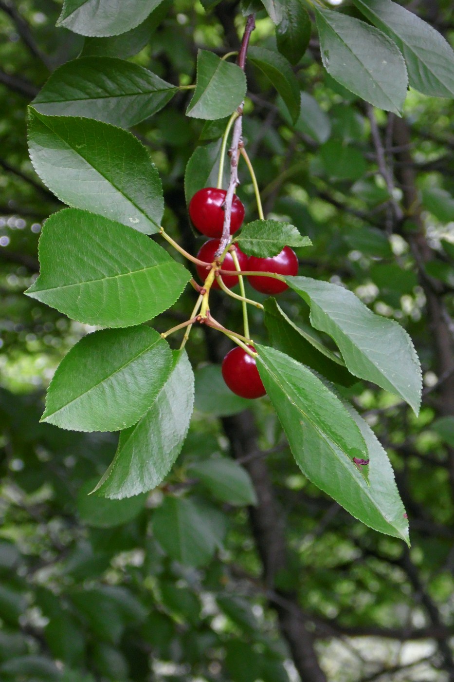 Изображение особи Cerasus vulgaris.