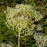 Valeriana officinalis. Верхушка плодоносящего растения. Чувашия, окр. г. Шумерля, правый берег р. Сура, Сурский затон. 8 августа 2008 г.