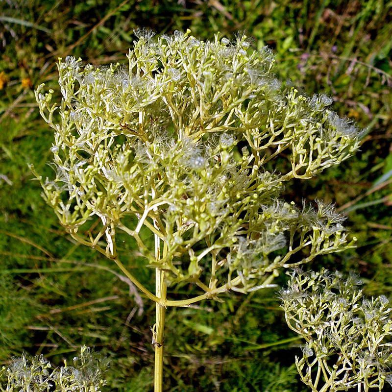 Изображение особи Valeriana officinalis.