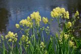 Thalictrum lucidum