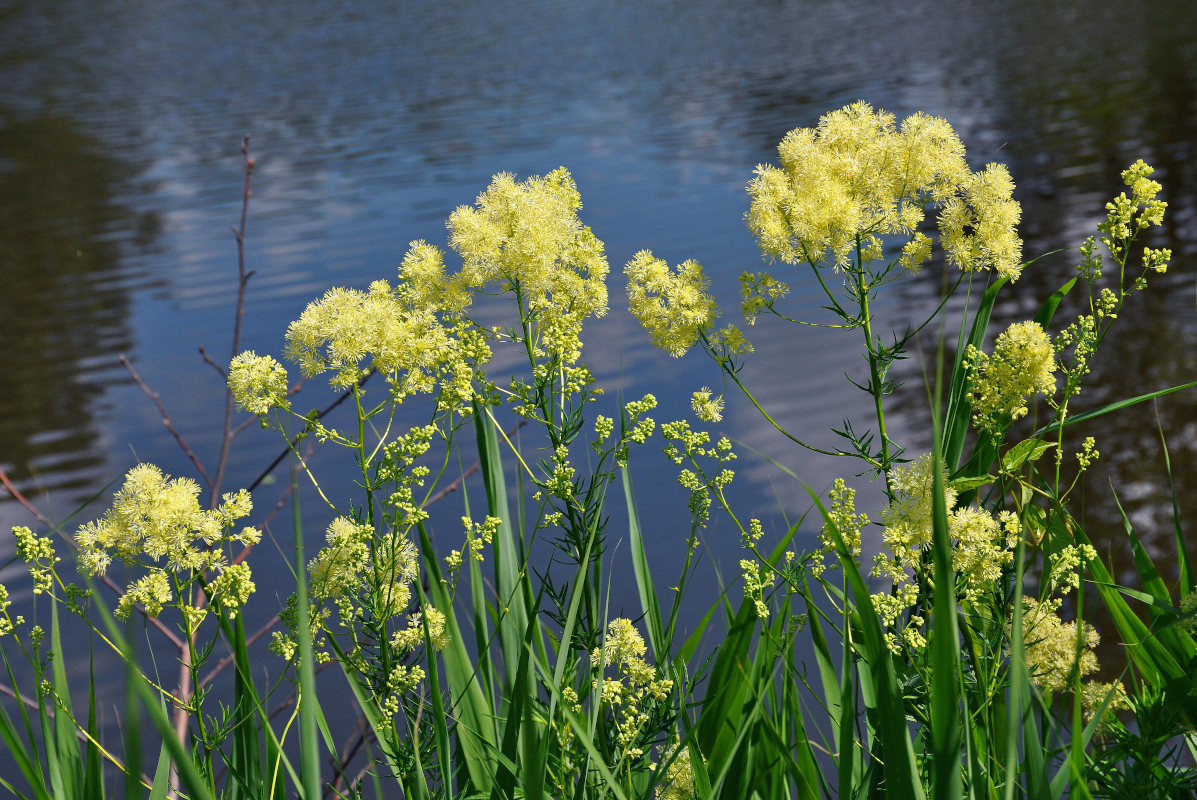 Image of Thalictrum lucidum specimen.