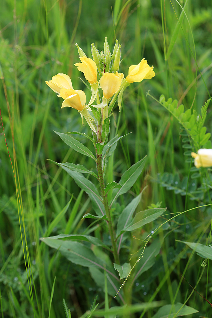 Изображение особи Oenothera rubricaulis.