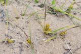 Carex pumila