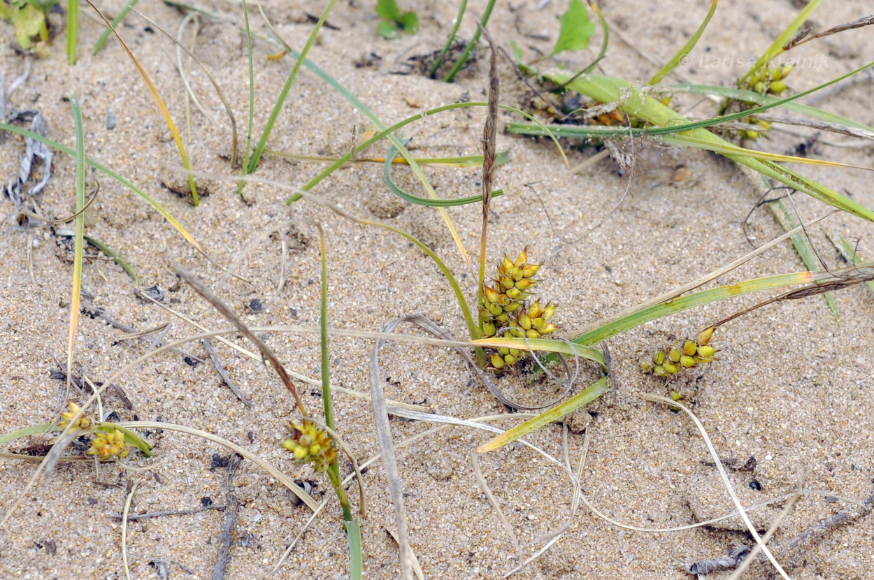 Image of Carex pumila specimen.