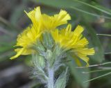 genus Hieracium. Соцветие. Греция, гора Олимп. 02.09.2010.