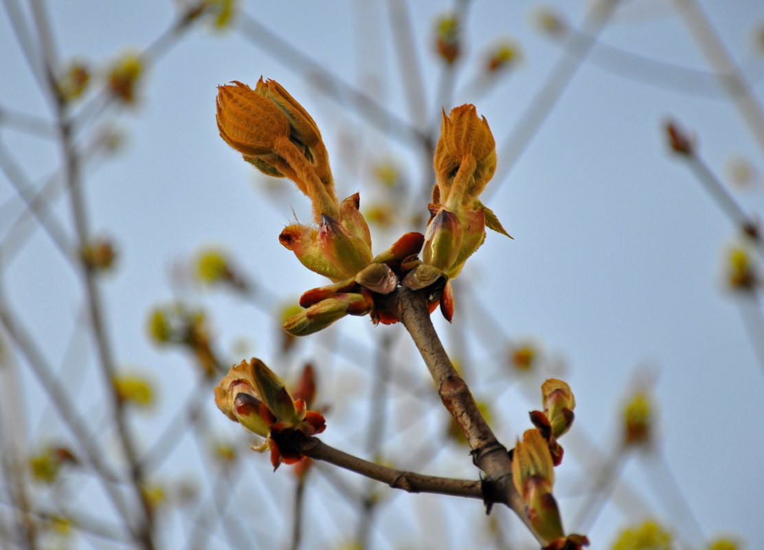 Изображение особи Aesculus hippocastanum.