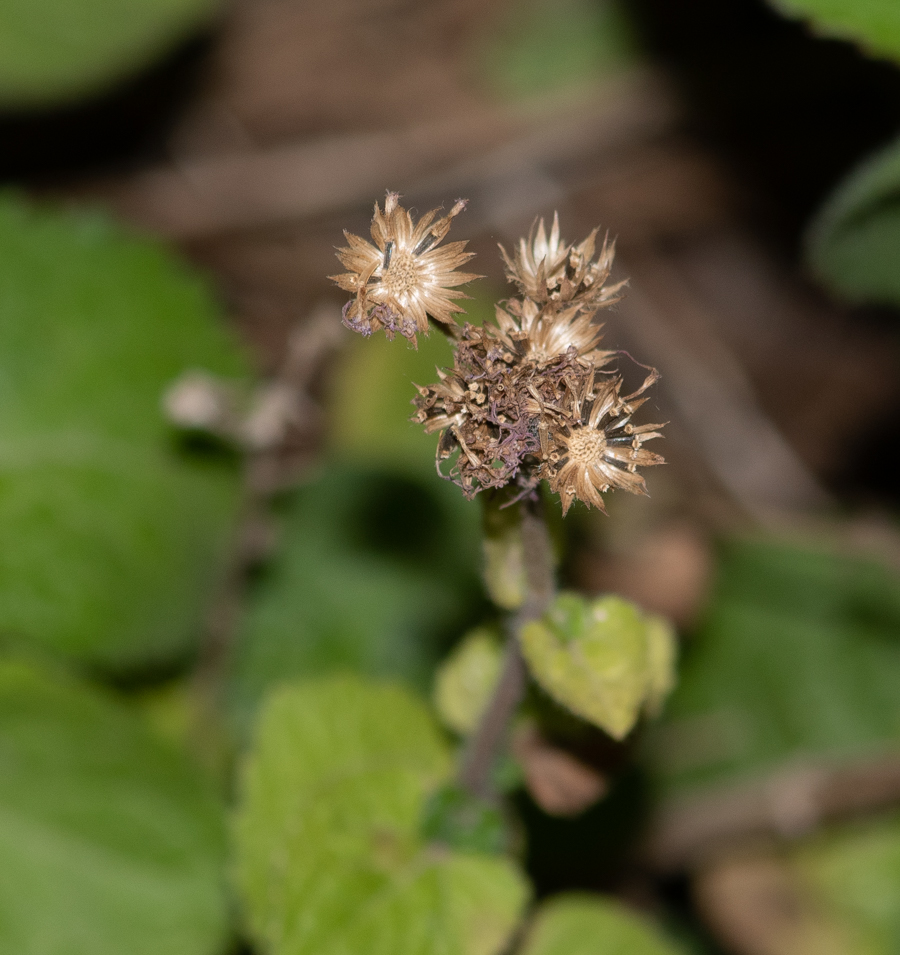 Изображение особи Ageratum houstonianum.