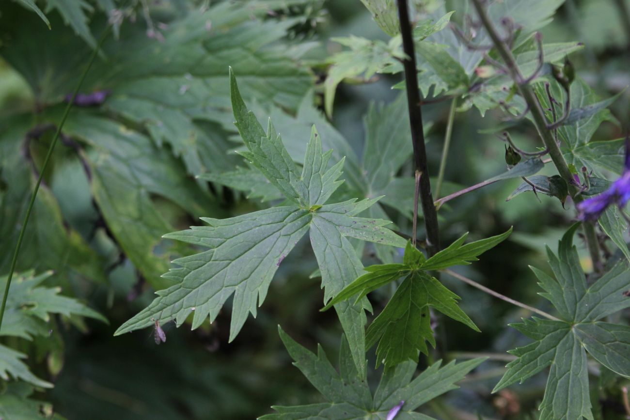 Image of Delphinium elatum specimen.