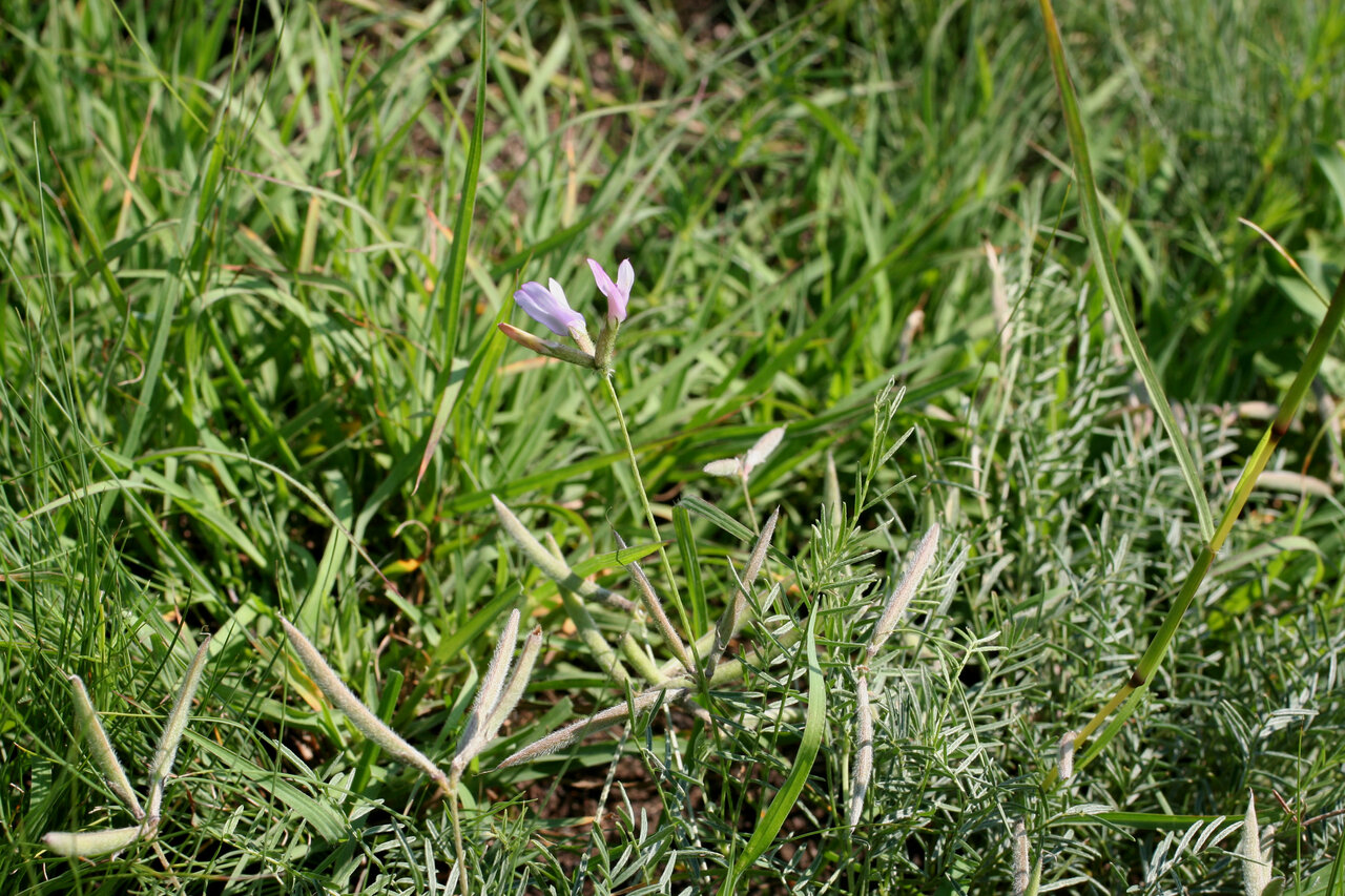 Изображение особи Astragalus corniculatus.