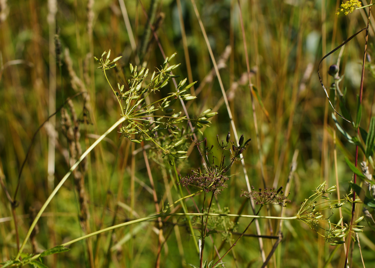 Image of Chaerophyllum aromaticum specimen.