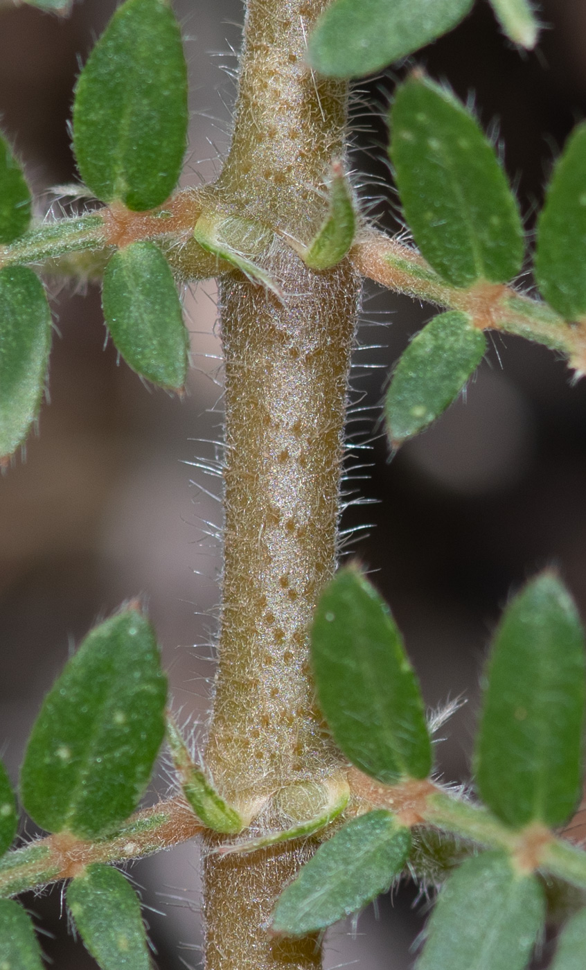 Image of Tribulus zeyheri specimen.