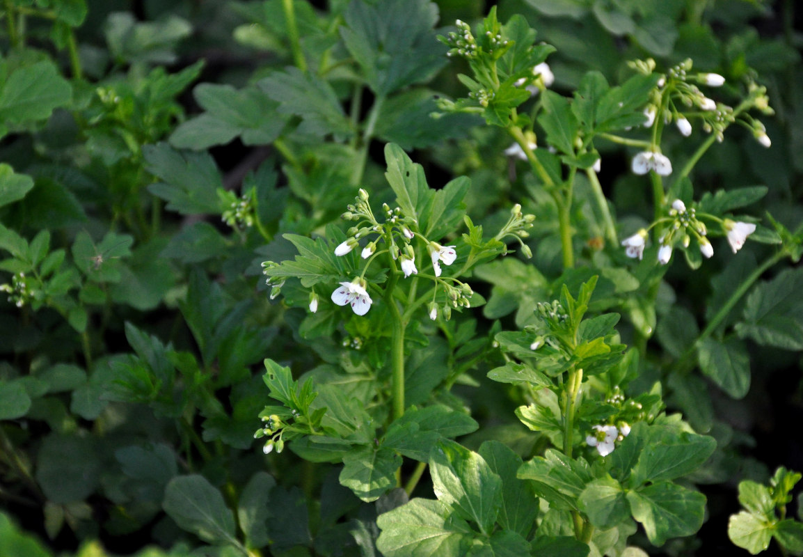 Изображение особи Cardamine amara.