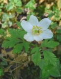 Anemone nemorosa. Цветущее в конце лета растение. Новгородская обл., Окуловский р-н, окр. д. Заручевье, бывшая усадьба \"Матвейково\". 20.08.2007.