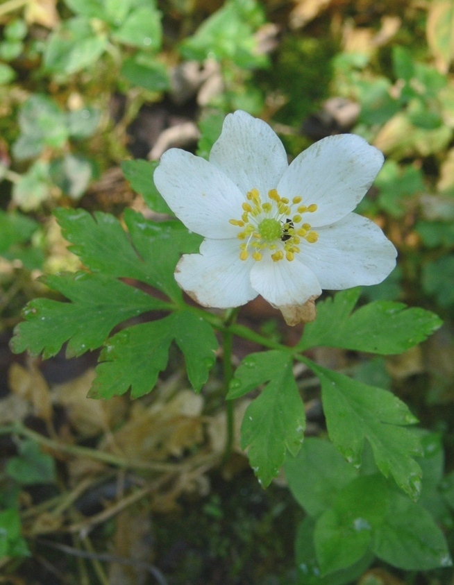 Image of Anemone nemorosa specimen.