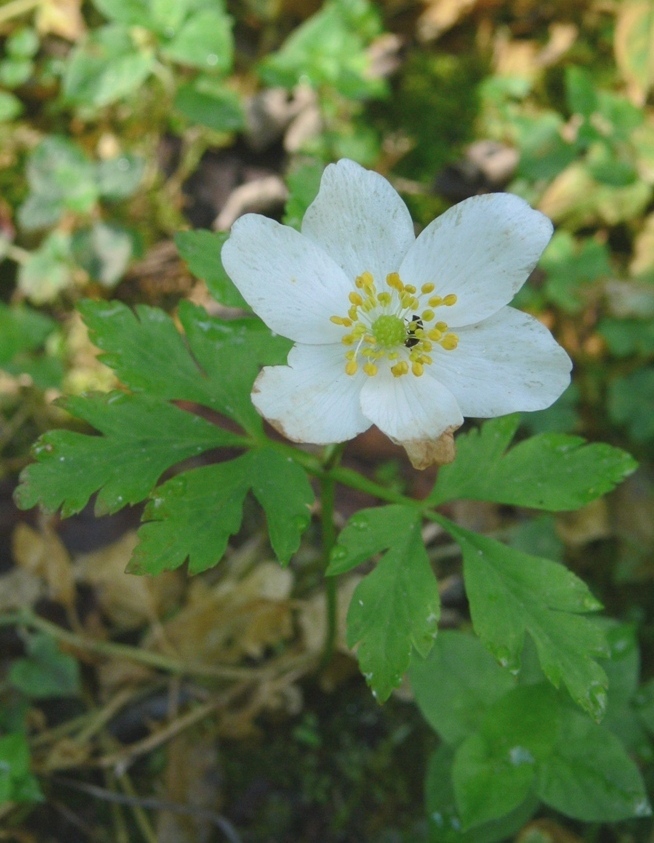 Изображение особи Anemone nemorosa.