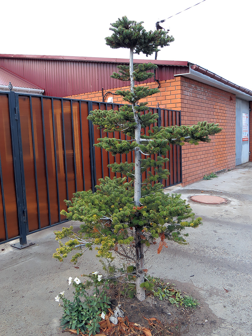 Image of Abies koreana specimen.