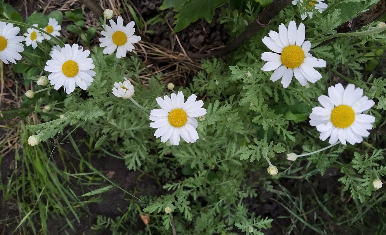 Image of Anthemis ruthenica specimen.