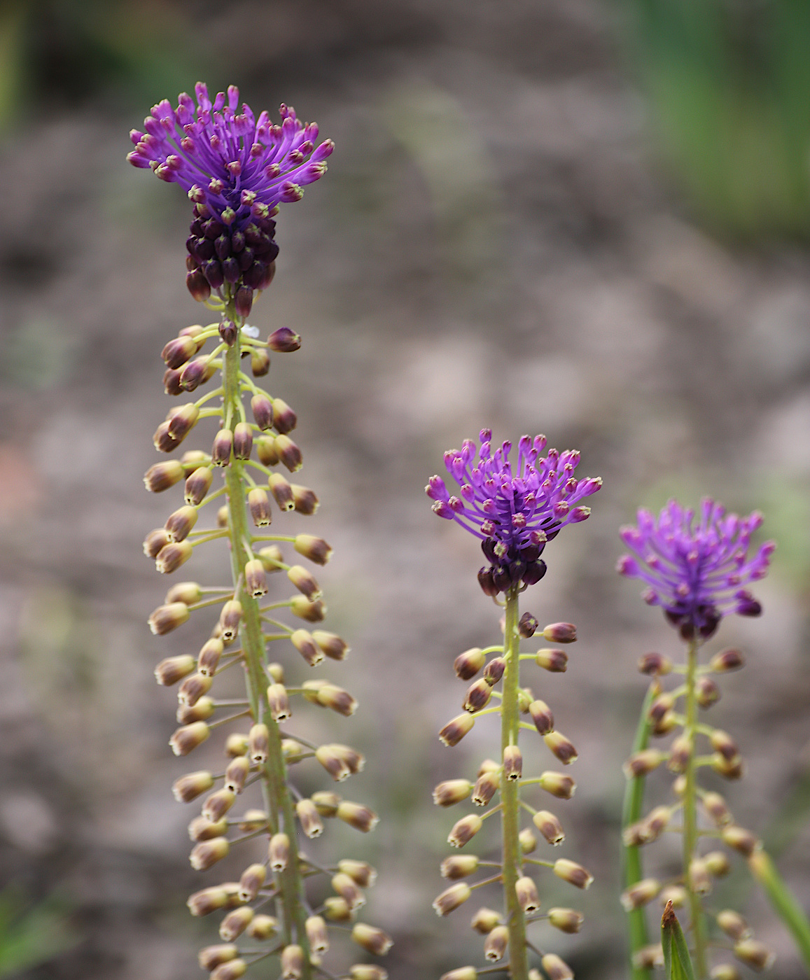 Image of Leopoldia comosa specimen.