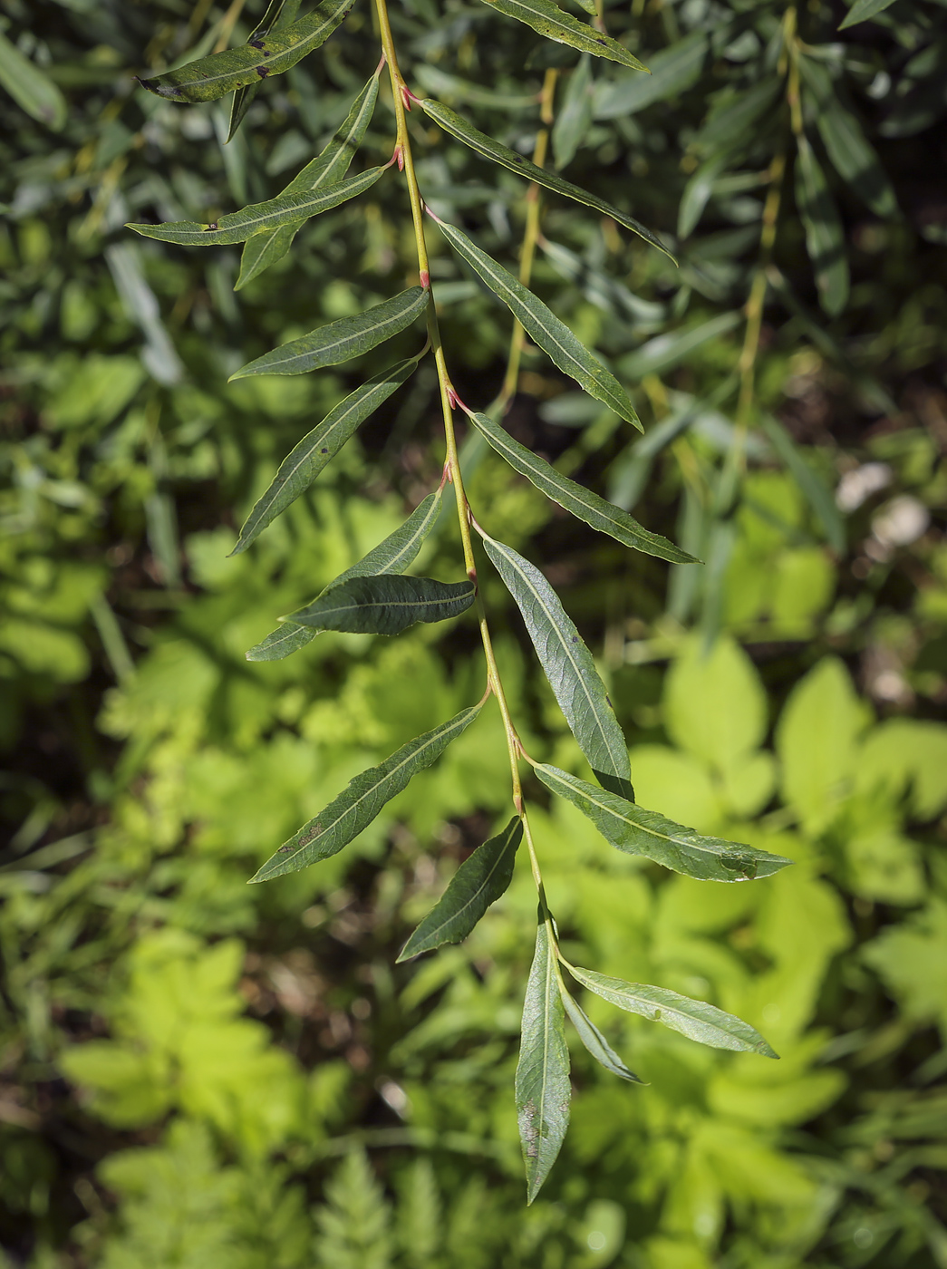 Image of Salix purpurea specimen.