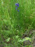 Delphinium korshinskyanum