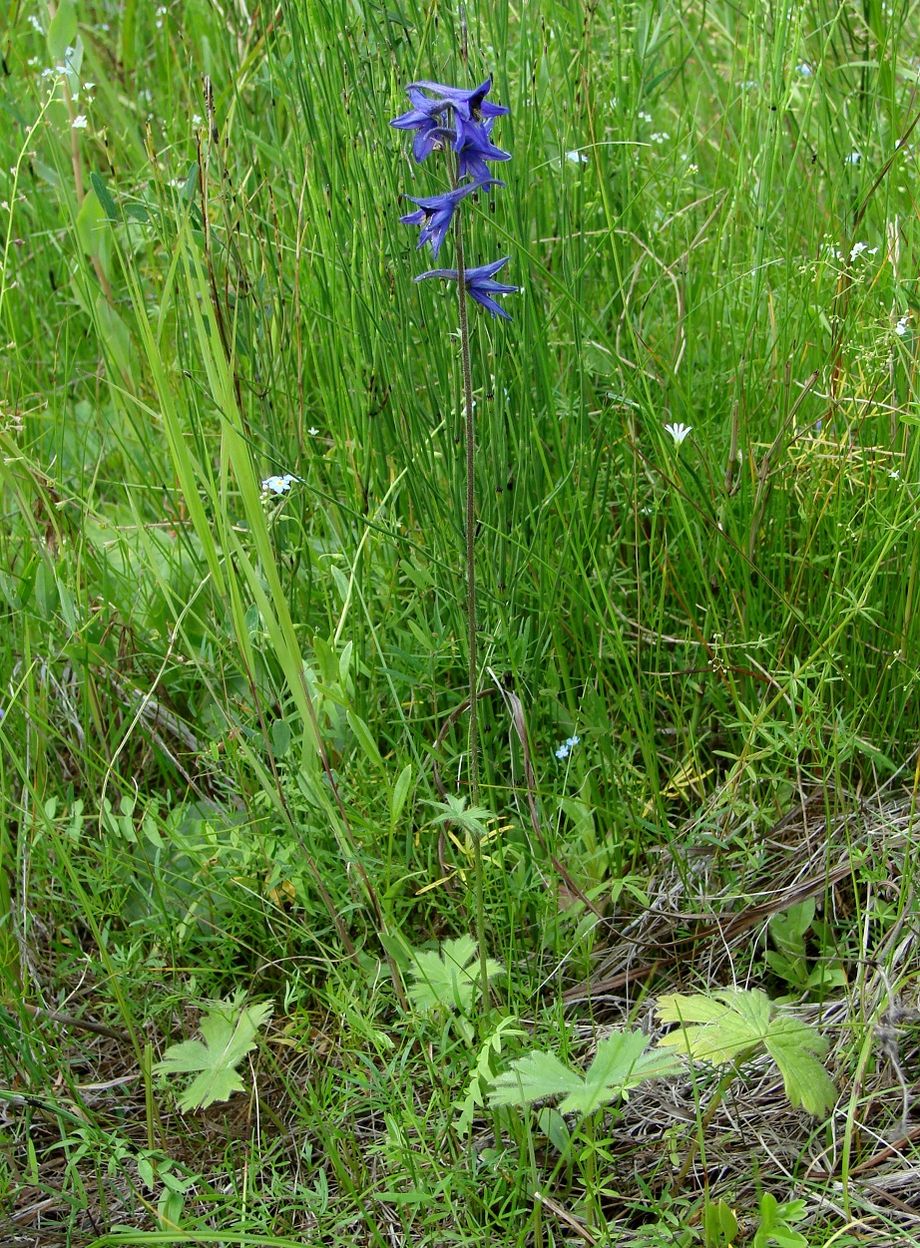 Изображение особи Delphinium korshinskyanum.