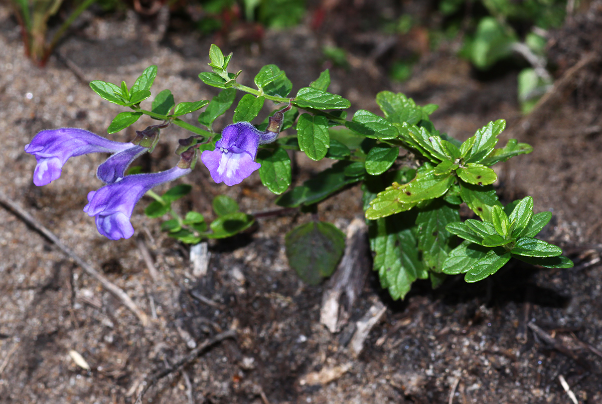 Image of Scutellaria strigillosa specimen.