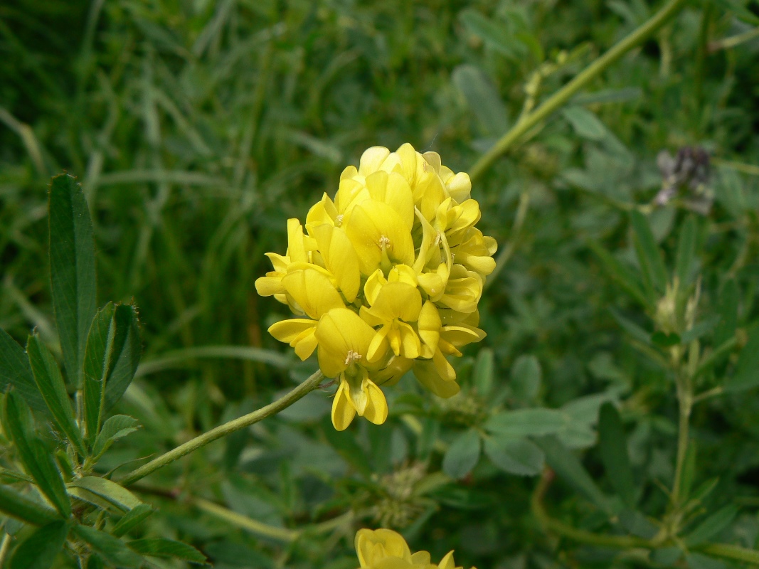 Изображение особи Medicago falcata.