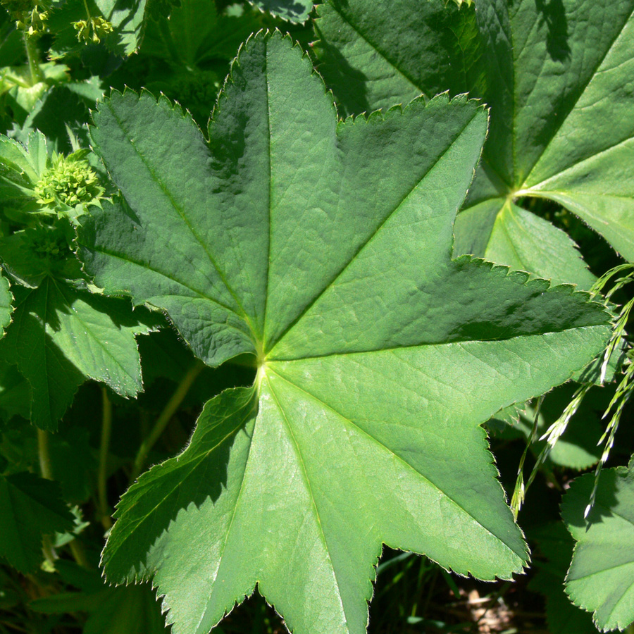 Изображение особи Alchemilla subcrenata.