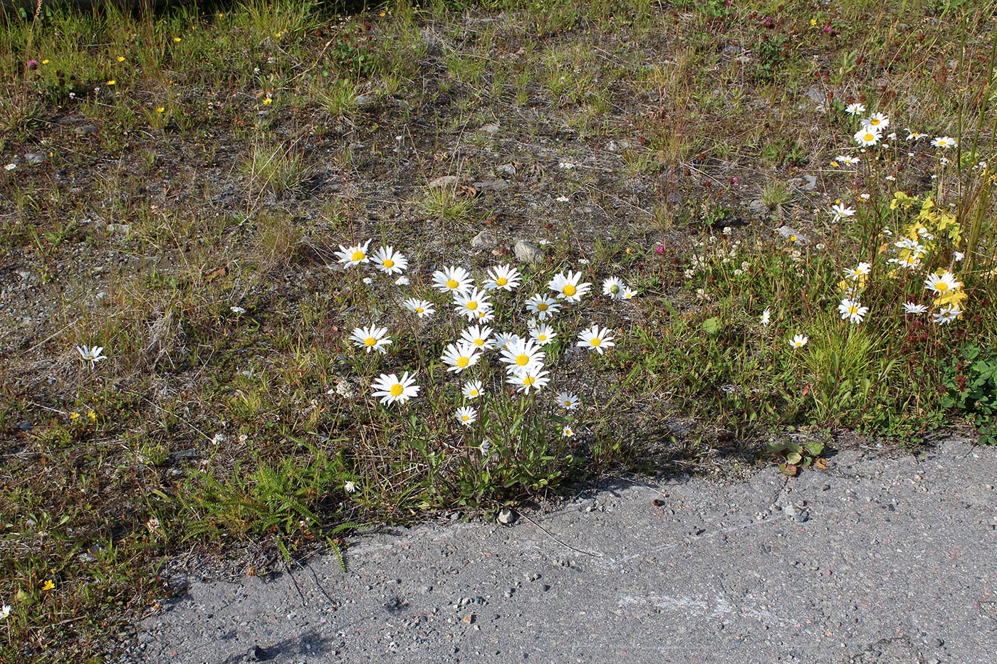 Изображение особи Leucanthemum ircutianum.