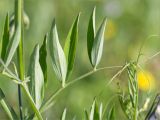 Lathyrus palustris. Лист. Ленинградская обл., Ломоносовский р-н, окр. Шепелёвского маяка; п-ов Каравалдай, берег Финского залива, каменистый приморский луг. 24.06.2020.