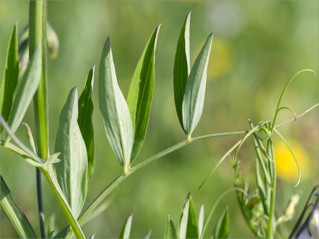 Изображение особи Lathyrus palustris.